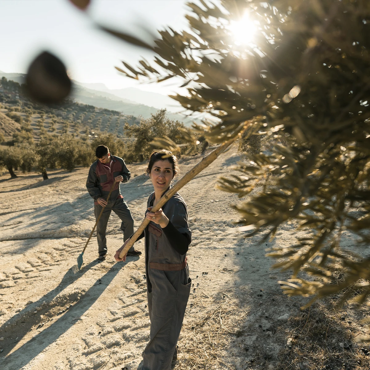 Lass Uns Zusammen Wachsen - Olivenöl 5 Lass Uns Zusammen Wachsen - Olivenöl – Bild 5